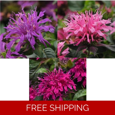 Monarda Balmy x3 Small Plug Plants